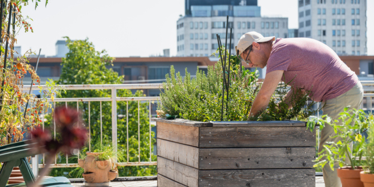 Man planting vegetables in his raised beds on his rooftop