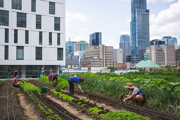 people working at Toronto Metropolitan University's farm